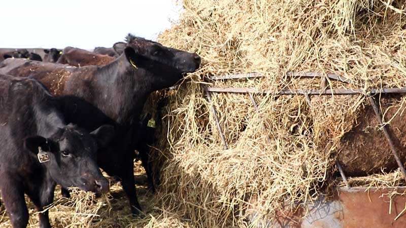 Cattle feeding around a ring